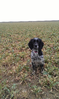 Des Perdrix D'artois - Fergy : Saison de field de printemps