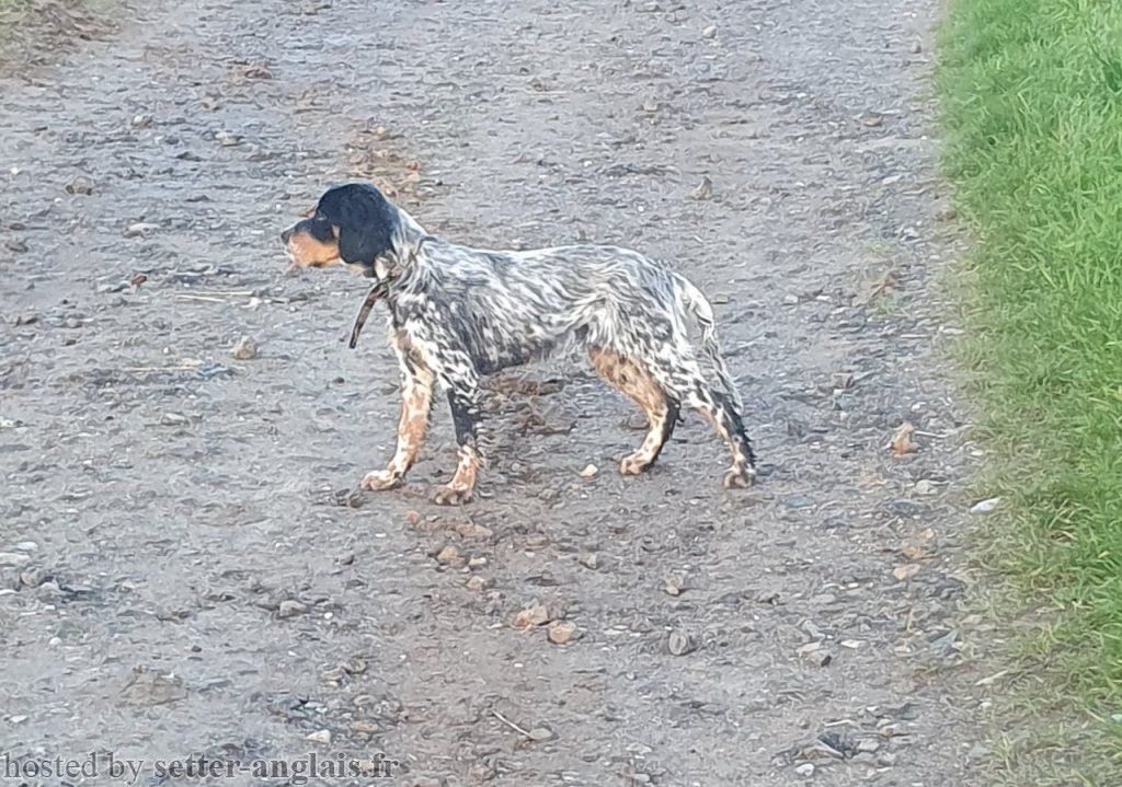 Amy Des Perdrix D'artois