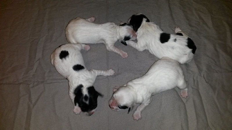 Chiot Setter Anglais Des Perdrix D'artois