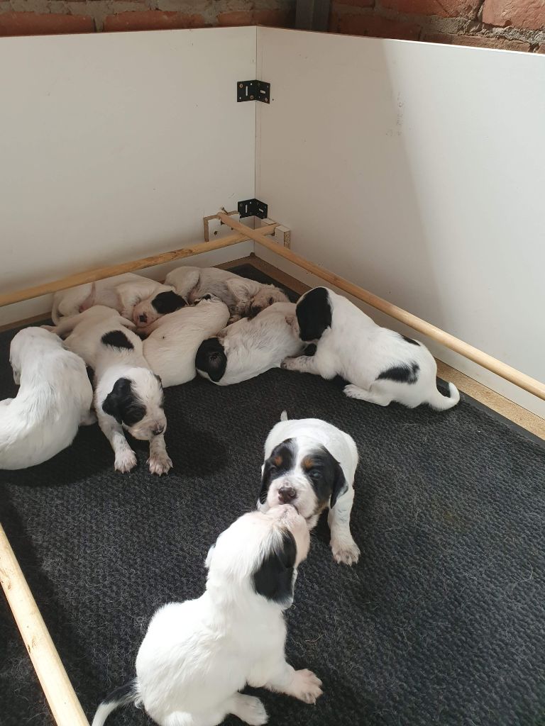 Chiot Setter Anglais Des Perdrix D'artois