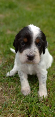 CHIOT