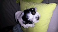 CHIOT