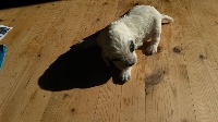 CHIOT