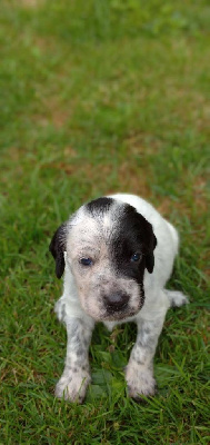 CHIOT