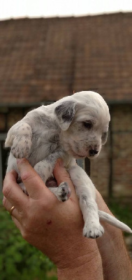 CHIOT