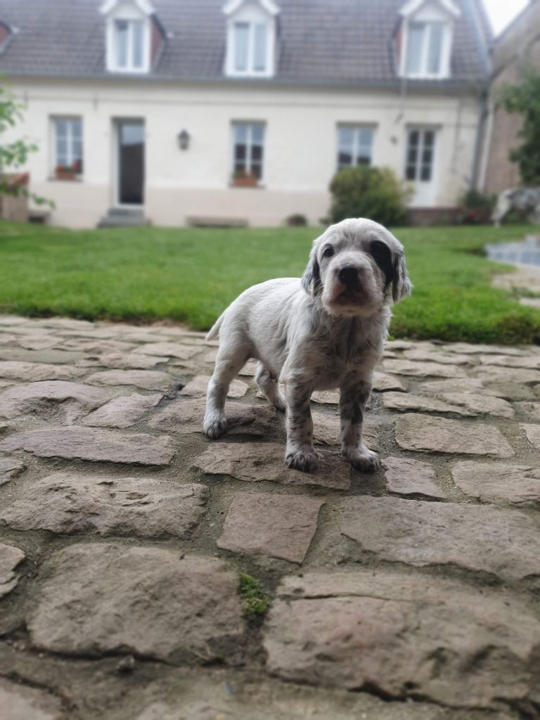 Des Perdrix D'artois - Chiots disponibles - Setter Anglais
